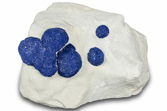 Vibrant Blue Azurite Suns on Siltstone - Australia #318796